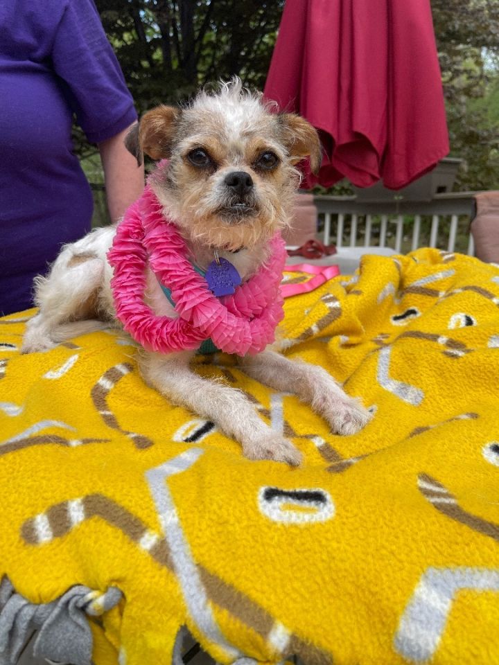 PopTart (EVENT SATURDAY- Pet Supplies Plus 1-3-  5348 Dixie Hwy Waterford, MI 48329 5