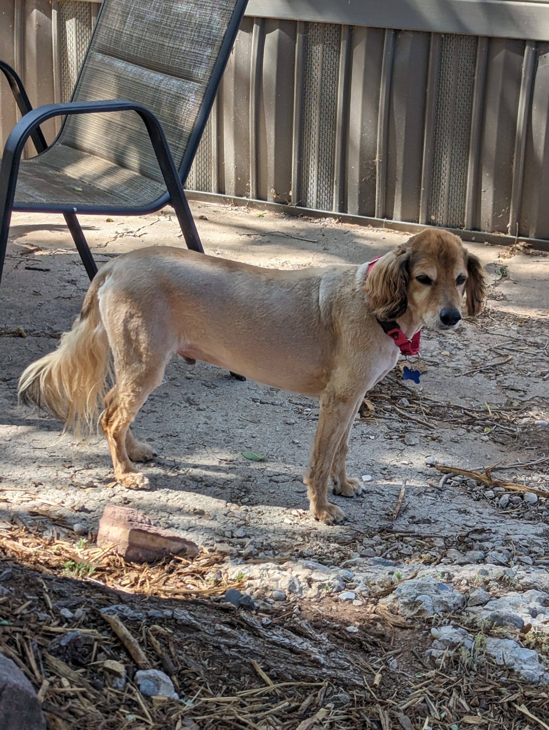 Charlie N 23075, an adoptable Cocker Spaniel in Parker, CO, 80134 | Photo Image 1