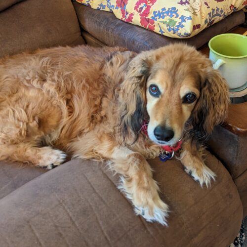 Charlie N 23075, an adoptable Cocker Spaniel in Parker, CO, 80134 | Photo Image 2