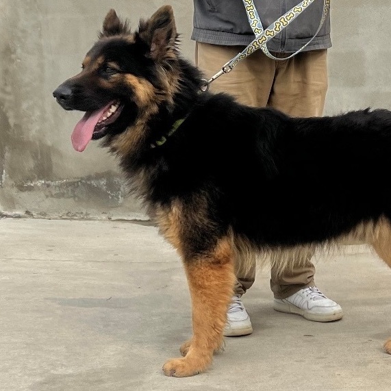 May 13, Tyson is Available, an adopted German Shepherd Dog & Belgian Shepherd / Tervuren Mix in Oceanside, CA_image-1