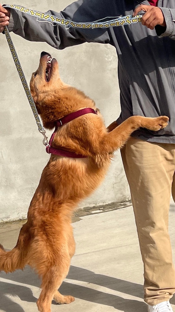 May 13, Lucille is Available, an adopted Golden Retriever & Shepherd Mix in Oceanside, CA_image-5