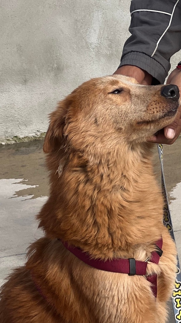 May 13, Lucille is Available, an adopted Golden Retriever & Shepherd Mix in Oceanside, CA_image-6