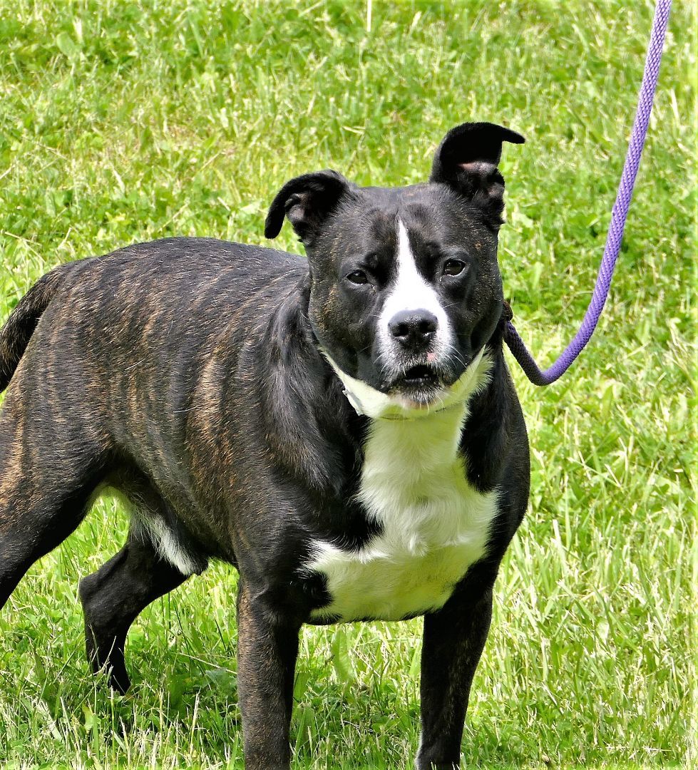 Dog for adoption - BUDDY, a Terrier Mix in Beechbottom, WV | Petfinder