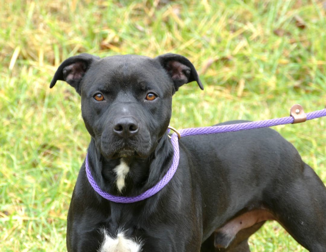 Dog for adoption - YETI, a Labrador Retriever Mix in Beechbottom, WV ...