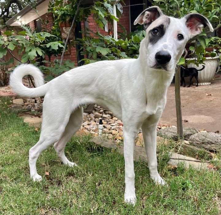 Anatolian shepherd cheap collie mix