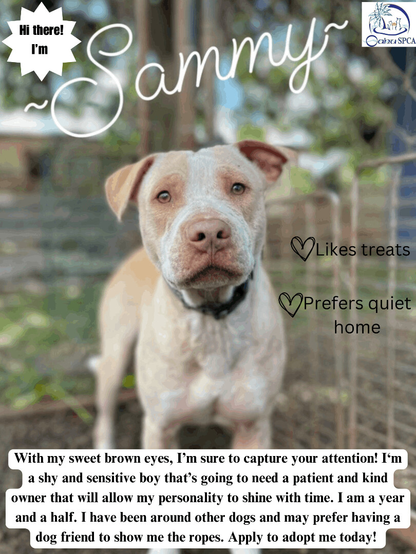 Sammy, an adoptable Pit Bull Terrier in Wahiawa, HI, 96786 | Photo Image 1
