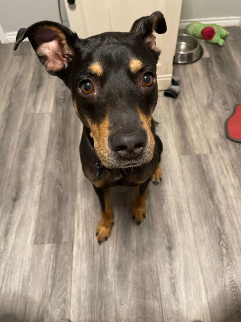 Doberman pinscher hound sales mix