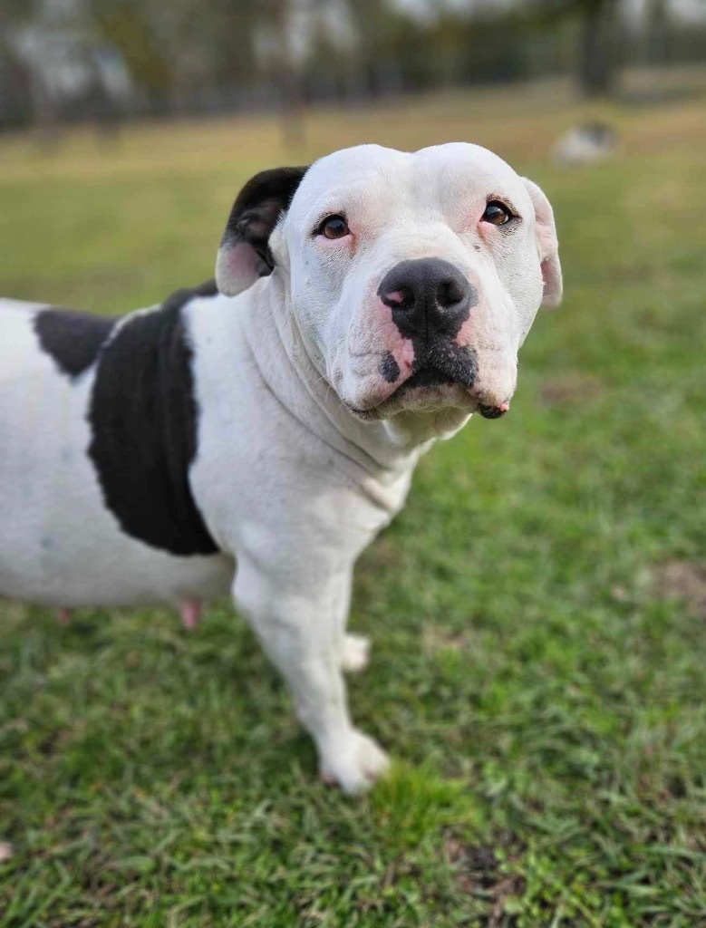 Mollie, an adoptable American Bulldog in Waynesville, GA, 31566 | Photo Image 1