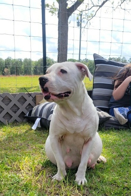 Mollie, an adoptable American Bulldog in Waynesville, GA, 31566 | Photo Image 2