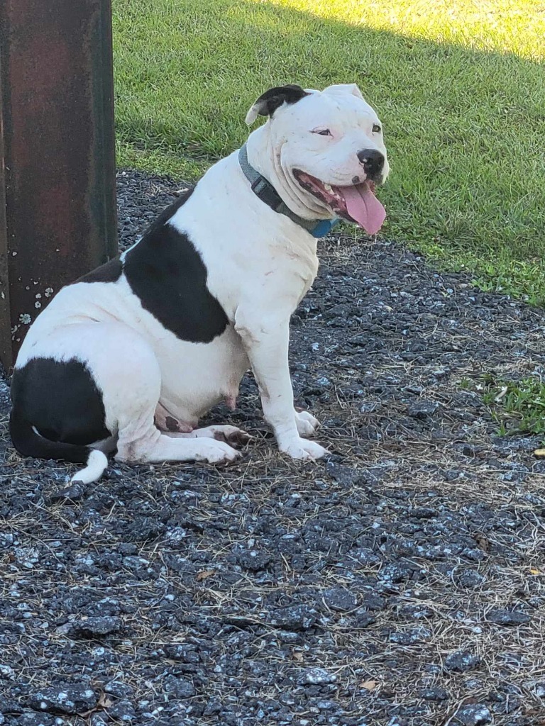 Mollie, an adoptable American Bulldog in Waynesville, GA, 31566 | Photo Image 3