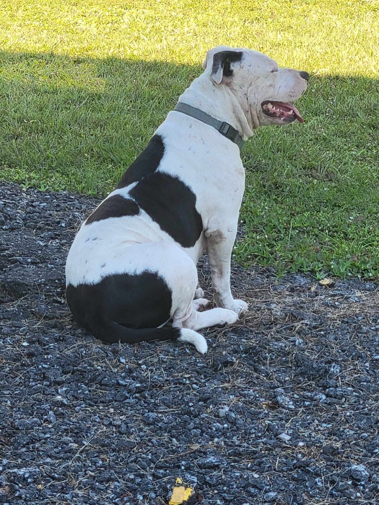 Mollie, an adoptable American Bulldog in Waynesville, GA, 31566 | Photo Image 4