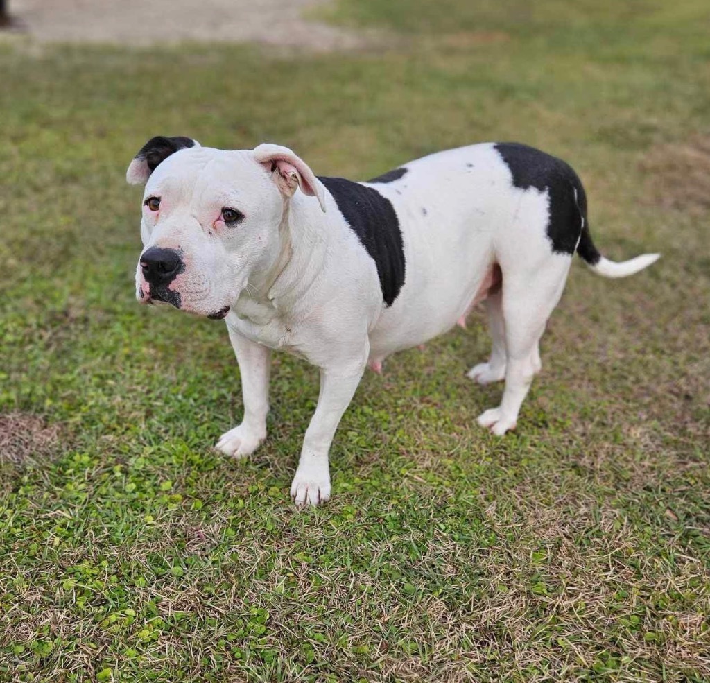 Mollie, an adoptable American Bulldog in Waynesville, GA, 31566 | Photo Image 5