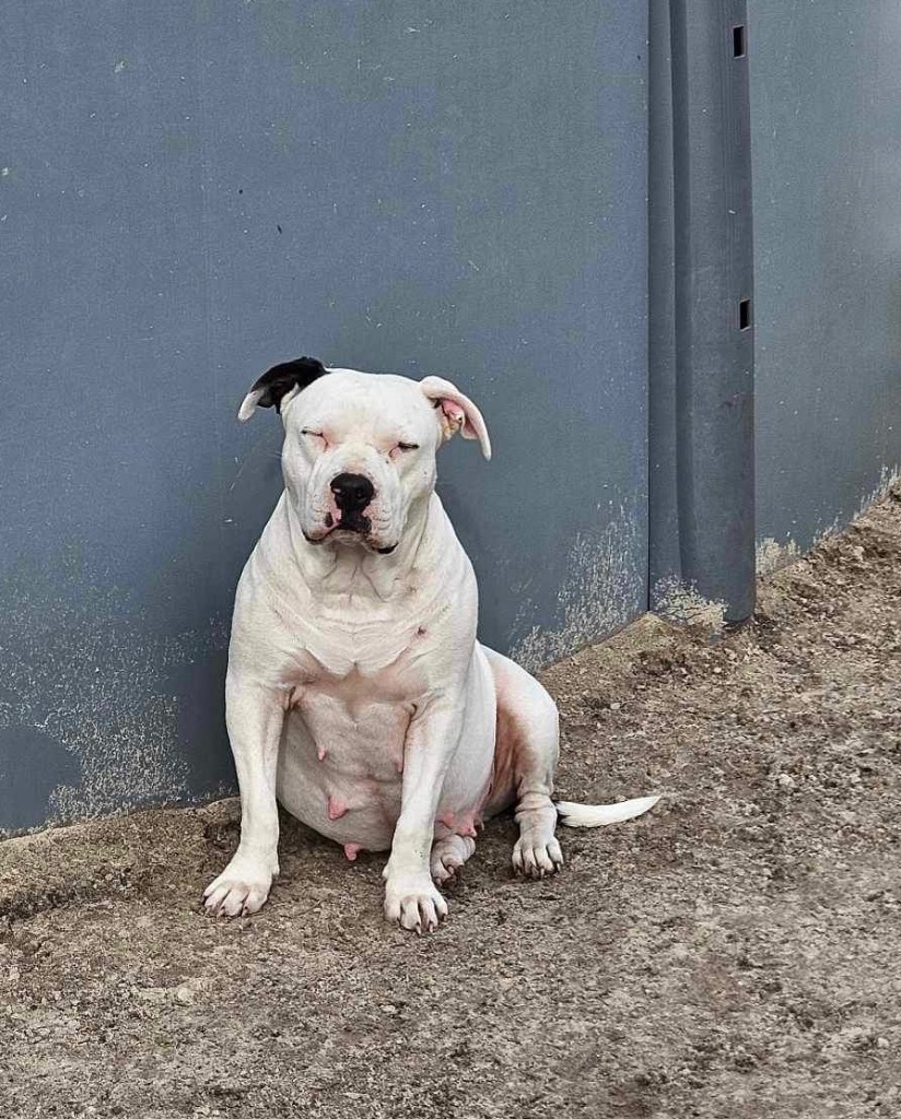 Mollie, an adoptable American Bulldog in Waynesville, GA, 31566 | Photo Image 6