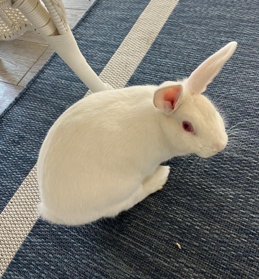 How Much Does It Cost To Bring A Dog To New Zealand