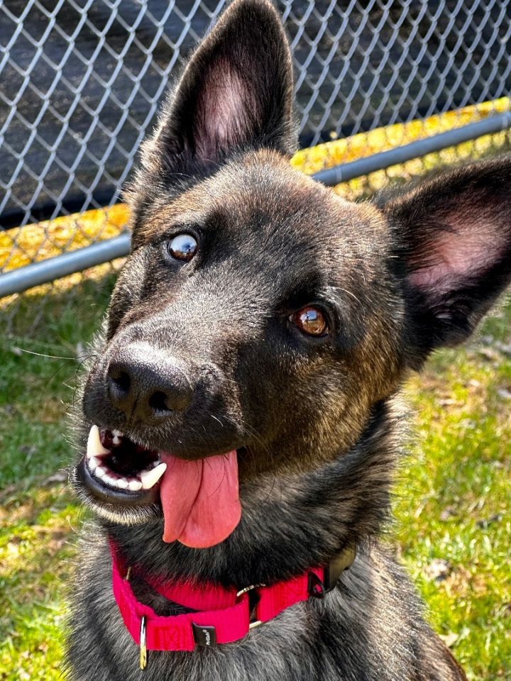 Dog for adoption - Bandit, a Dutch Shepherd Mix in Honesdale, PA ...