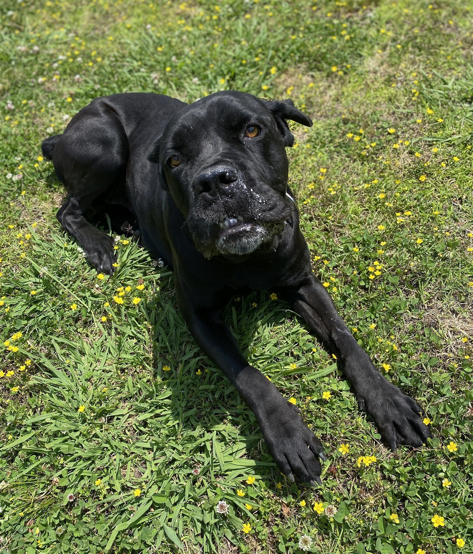 2403-1220 Daisy AKA Wiggles, an adoptable Mastiff in Virginia Beach, VA, 23451 | Photo Image 1