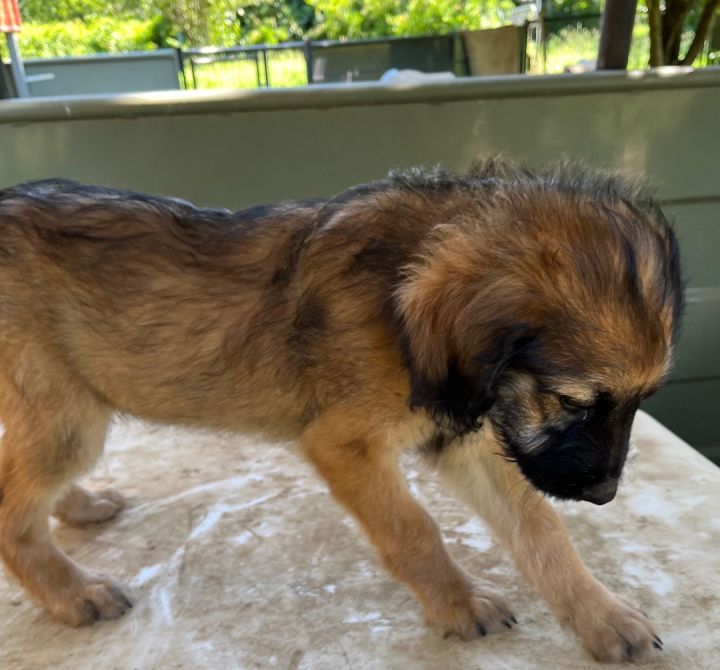 Mastiff poodle 2024 mix puppies