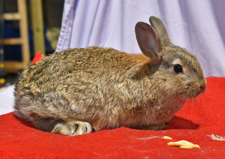 Curious, an adoptable Bunny Rabbit in East Syracuse, NY_image-2