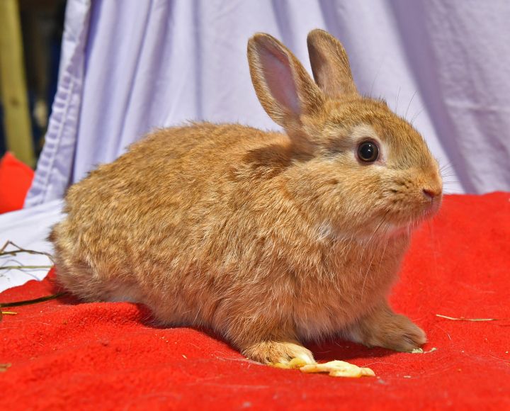 Curious, an adoptable Bunny Rabbit in East Syracuse, NY_image-5