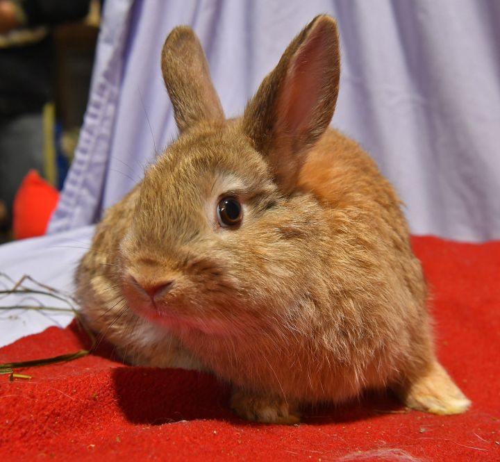 Curious, an adoptable Bunny Rabbit in East Syracuse, NY_image-1