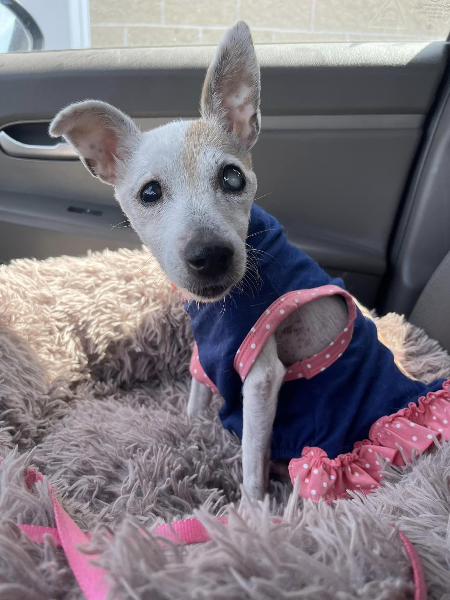 Bertie, an adoptable Mixed Breed in Fairmont, WV, 26554 | Photo Image 2