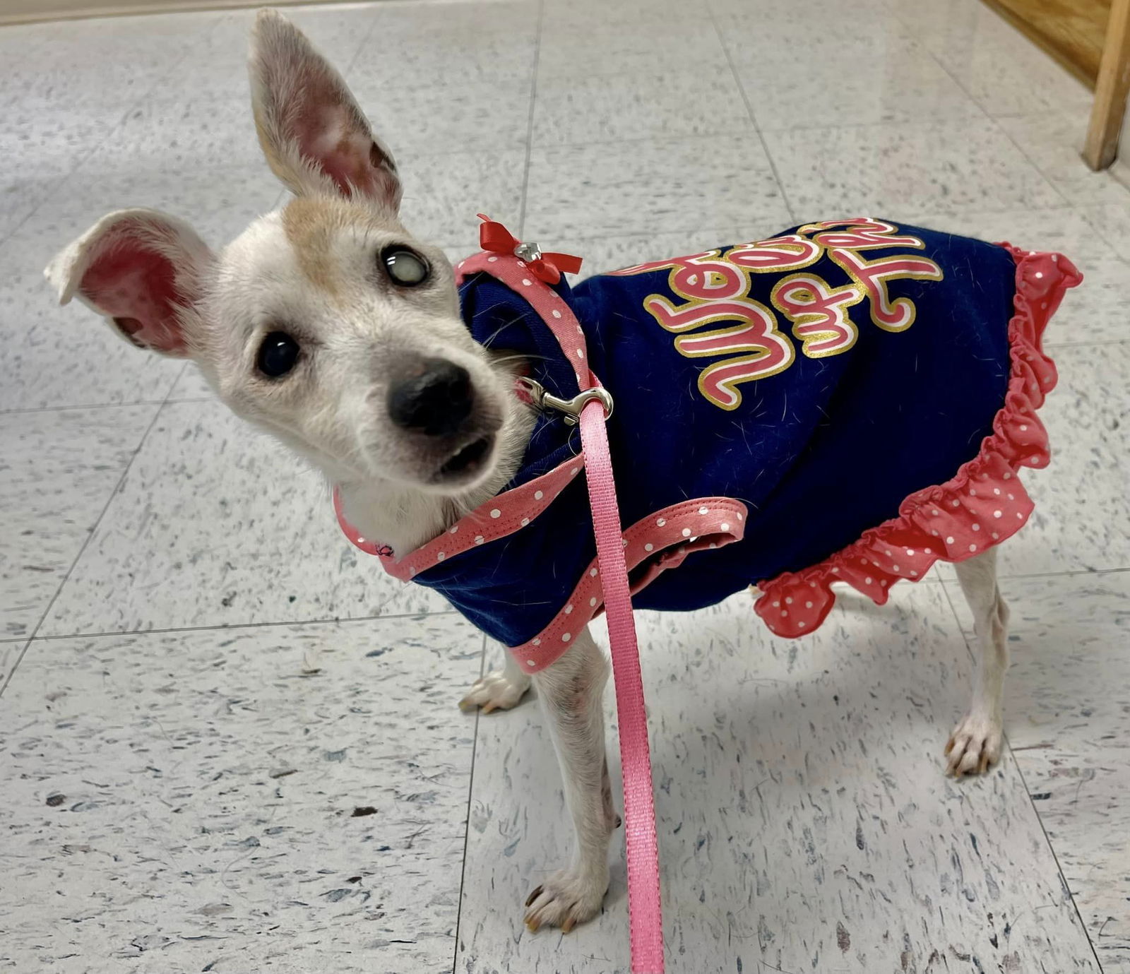 Bertie, an adoptable Mixed Breed in Fairmont, WV, 26554 | Photo Image 3