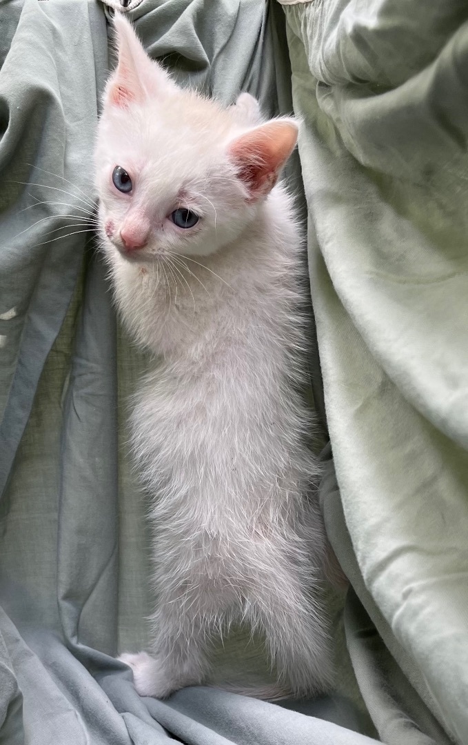 Kittens-tabby, n Siamese mix kittens