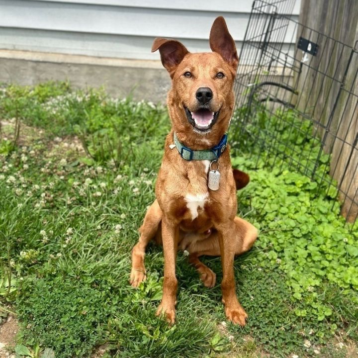Dog for adoption Chewy a Retriever in Ellicott City MD Petfinder