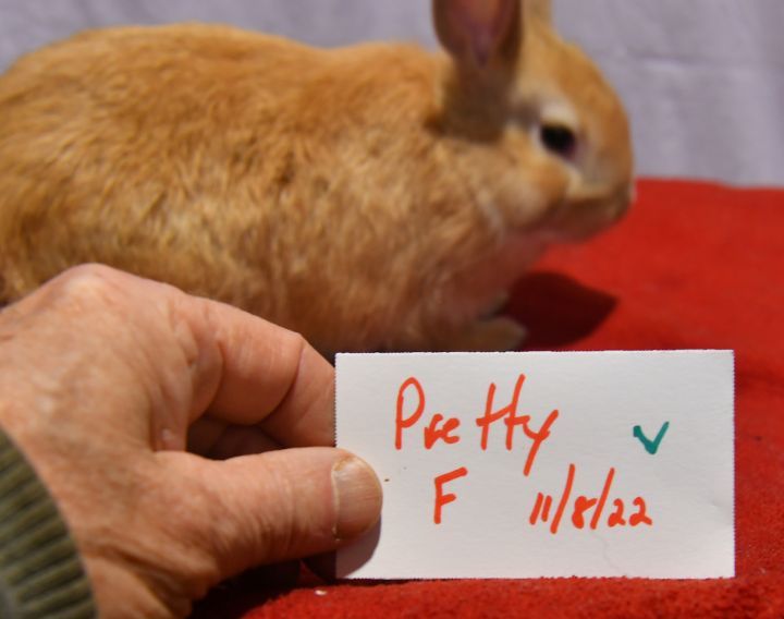 Pretty, an adoptable Bunny Rabbit in East Syracuse, NY_image-2
