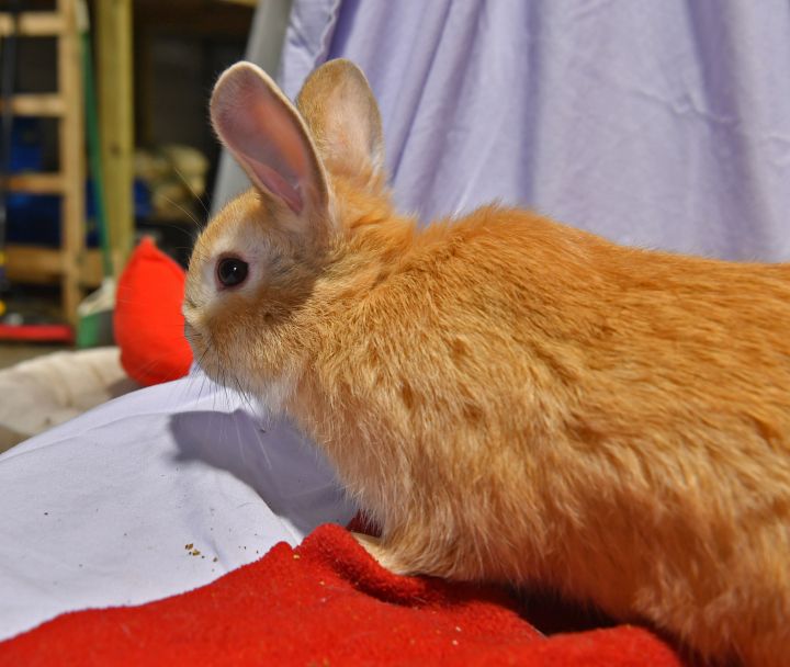 Pretty, an adoptable Bunny Rabbit in East Syracuse, NY_image-3