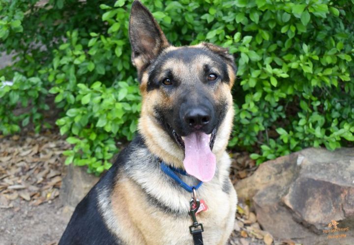 Raydar's Story, an adoptable German Shepherd Dog in Kiowa, OK_image-4