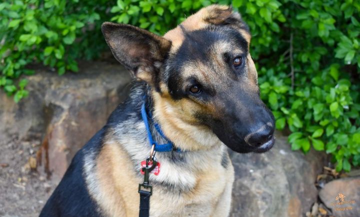 Raydar's Story, an adoptable German Shepherd Dog in Kiowa, OK_image-5