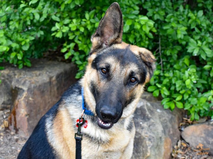 Raydar's Story, an adoptable German Shepherd Dog in Kiowa, OK_image-6
