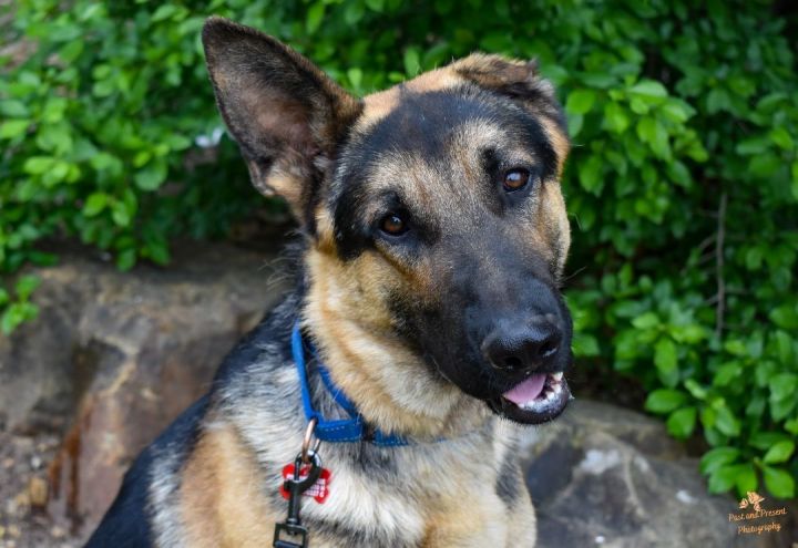 Raydar's Story, an adoptable German Shepherd Dog in Kiowa, OK_image-1