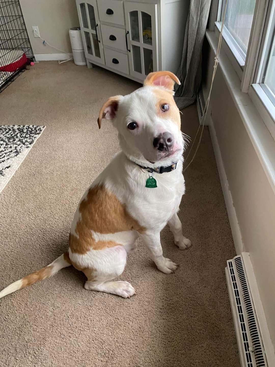 Theo, an adoptable Labrador Retriever, Pit Bull Terrier in New London, WI, 54961 | Photo Image 1