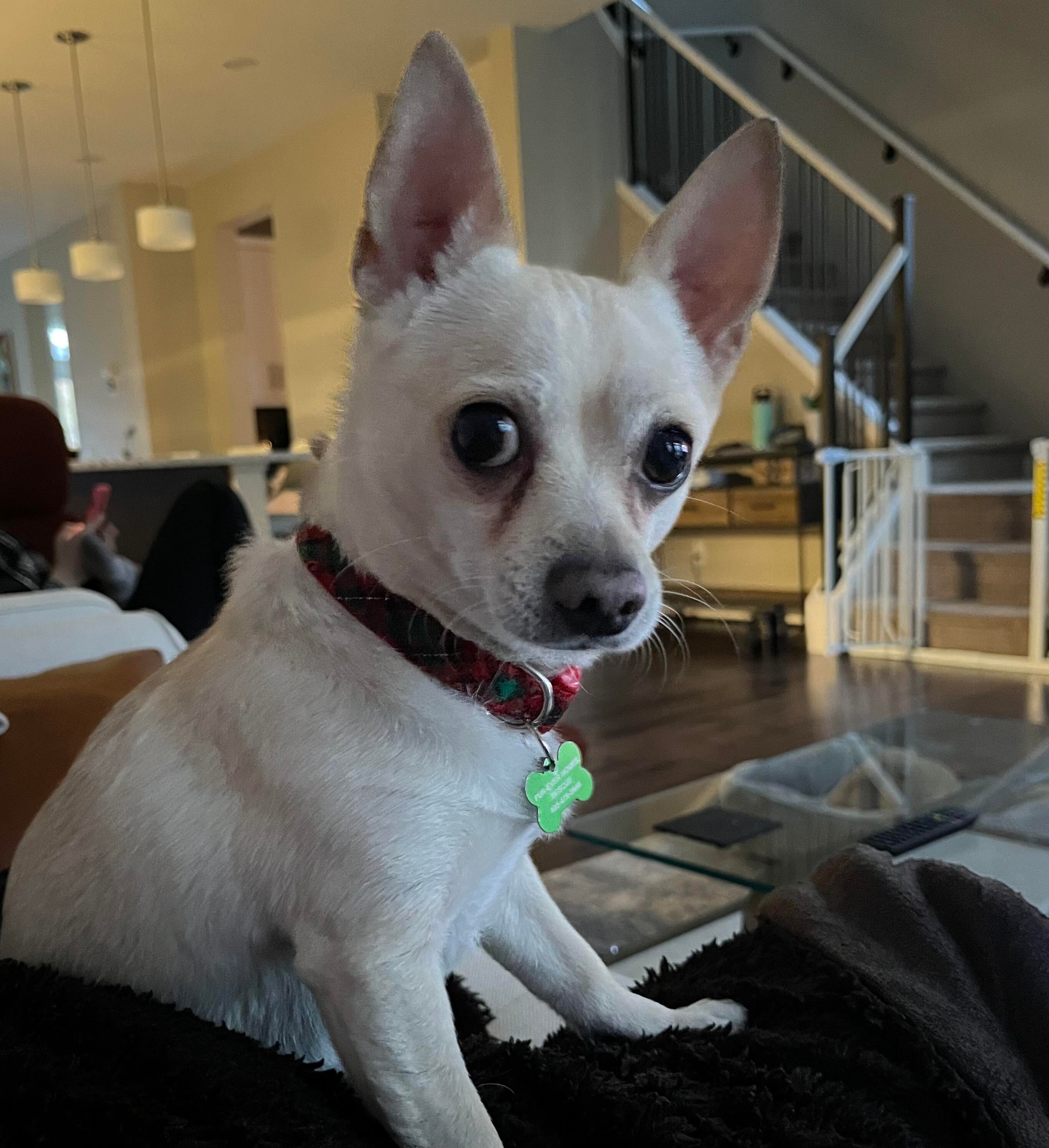 Rico, an adoptable Chihuahua in Calgary, AB, T3E 7R3 | Photo Image 3