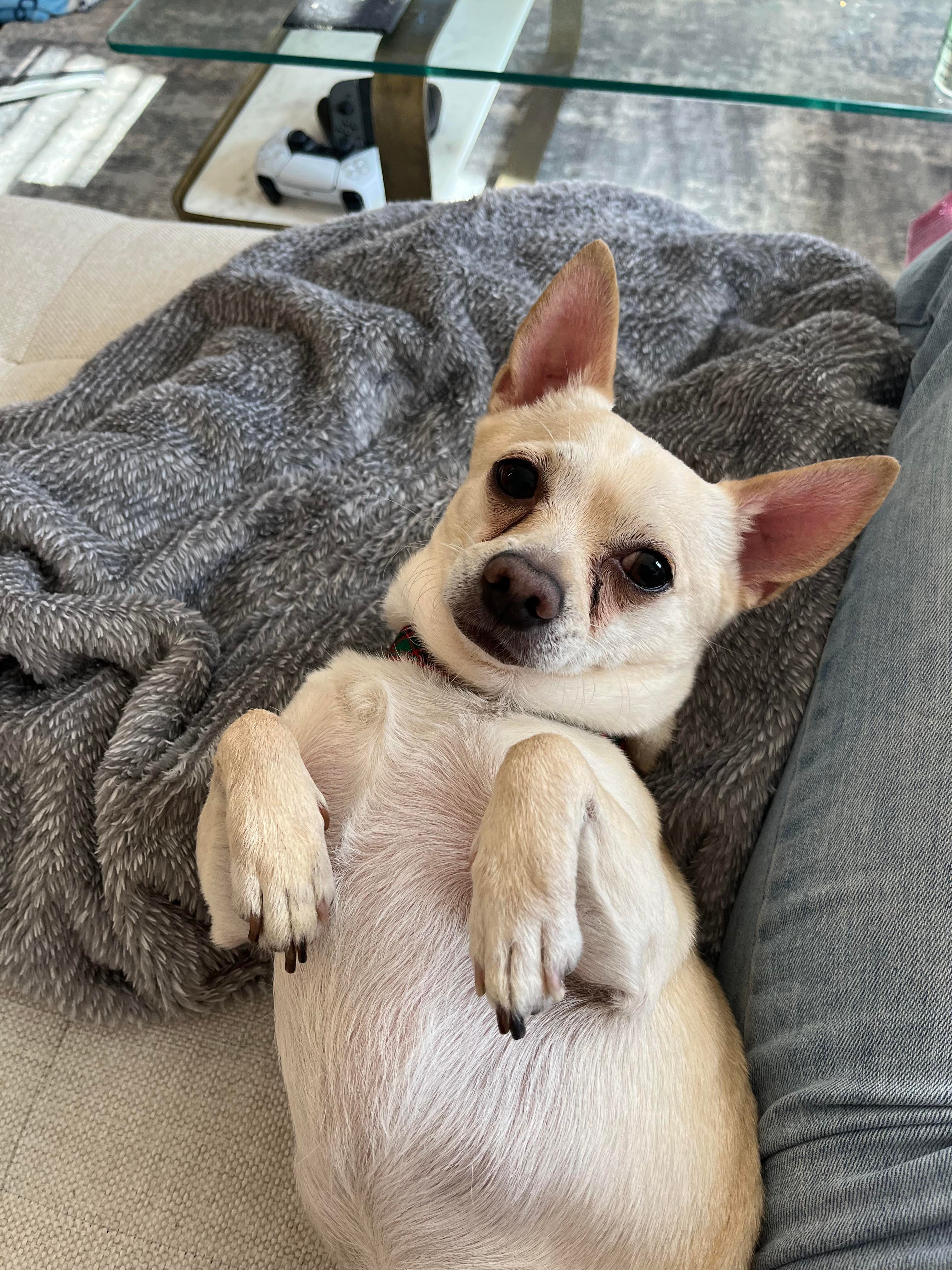 Rico, an adoptable Chihuahua in Calgary, AB, T3E 7R3 | Photo Image 4