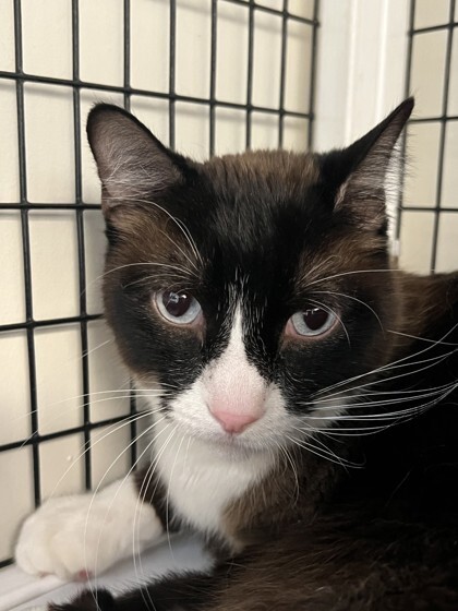 Hedgehog, an adoptable Domestic Short Hair, Siamese in Denver, CO, 80204 | Photo Image 2