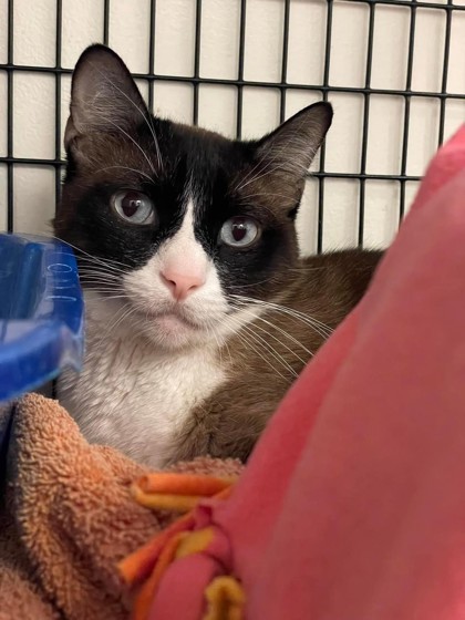 Hedgehog, an adoptable Domestic Short Hair, Siamese in Denver, CO, 80204 | Photo Image 3