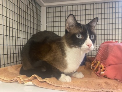 Hedgehog, an adoptable Domestic Short Hair, Siamese in Denver, CO, 80204 | Photo Image 1