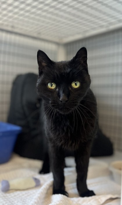 Pica, an adoptable Domestic Short Hair in Denver, CO, 80204 | Photo Image 1