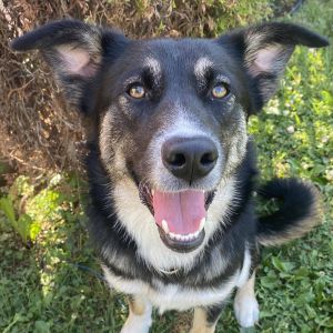 Adoptable Dogs – Journey Home German Shepherd Dog Rescue