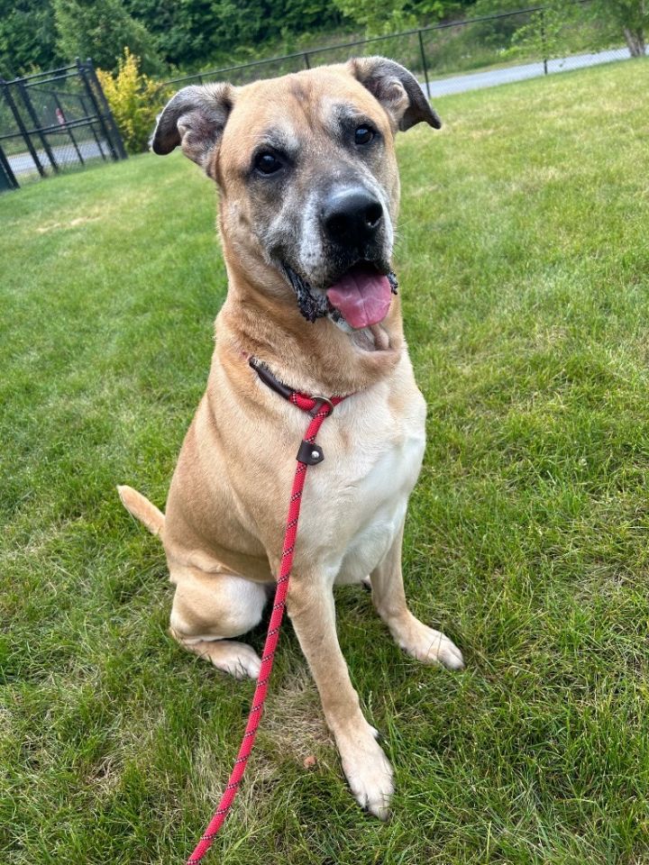 A.J, an adoptable Shepherd & Boxer Mix in Wintersville, OH_image-1