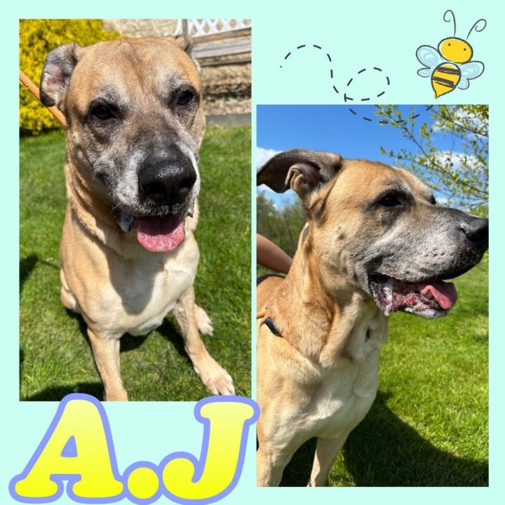 A.J 6