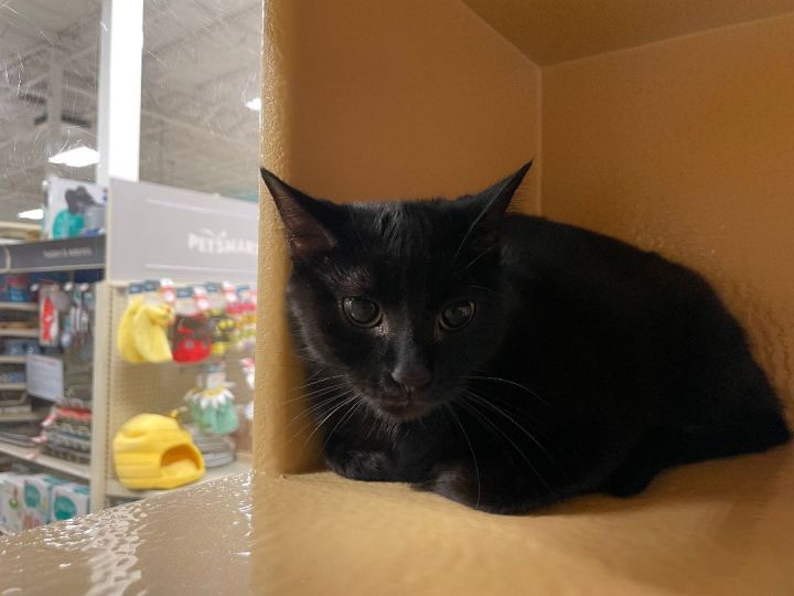 Miss Boo, an adoptable Domestic Short Hair in Fort Lauderdale, FL_image-6