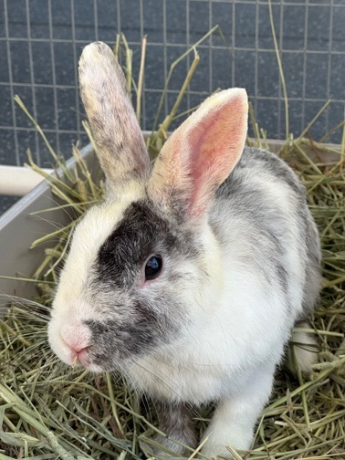 Rabbit for adoption - HONEY BUN, a Harlequin in San Clemente, CA ...