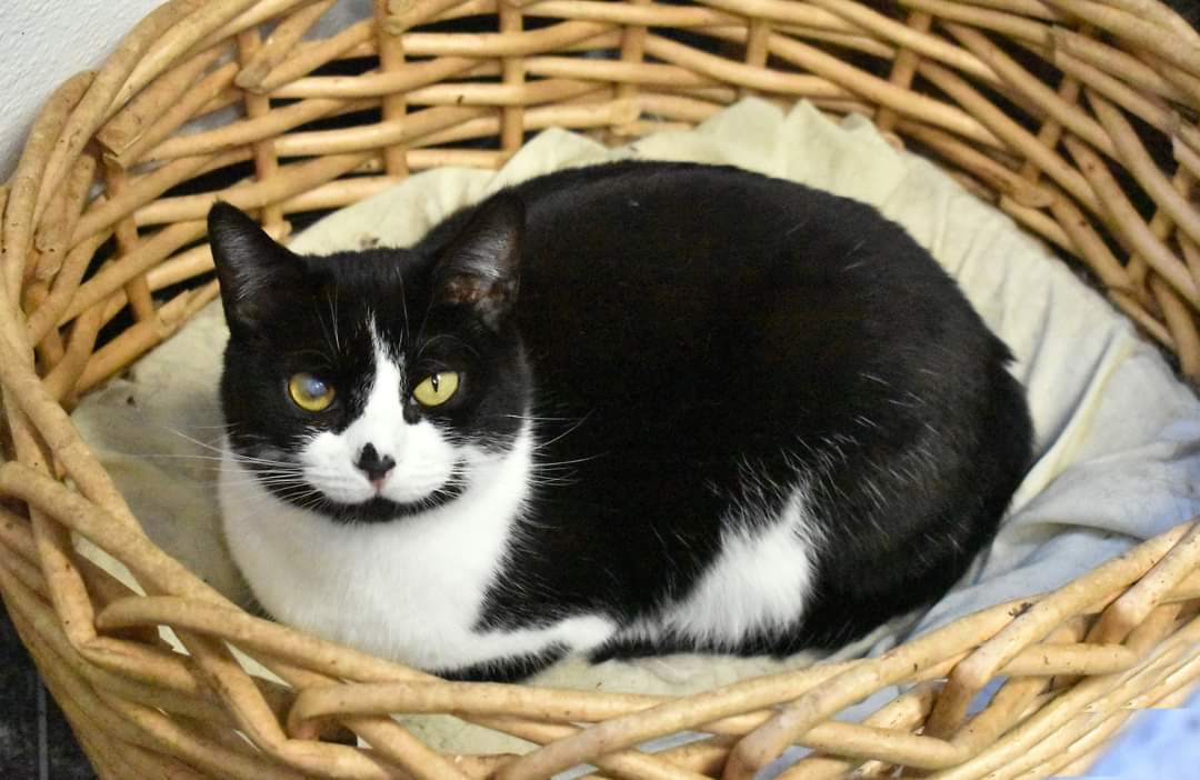Smudgie