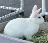 LUV BUN