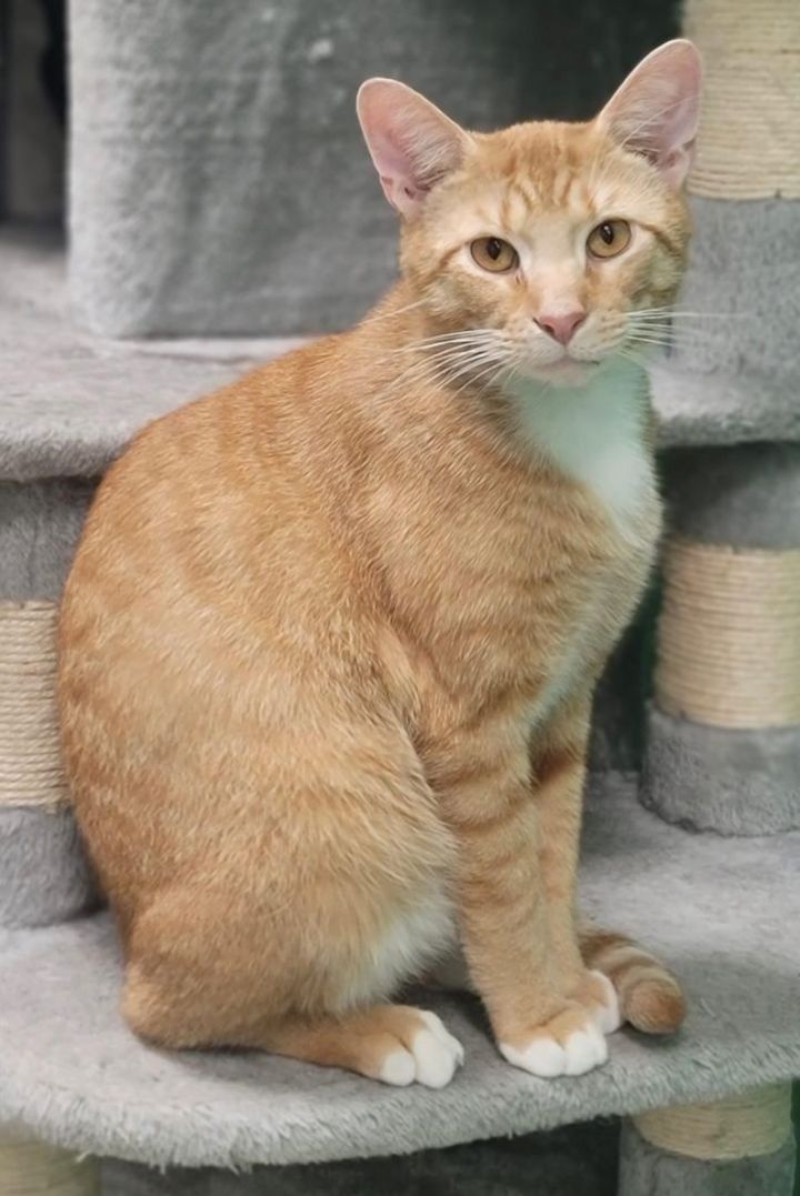 Tangerine, an adoptable Tabby in Columbus, OH_image-2