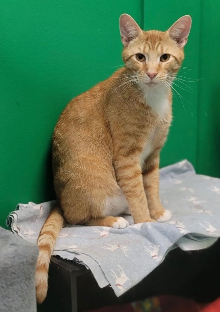 Tangerine, an adoptable Tabby in Columbus, OH_image-3